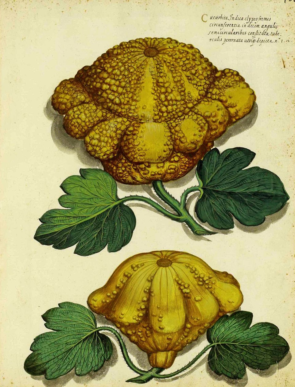 Heirloom Squash af Ulisse Aldrovandi af Italian School