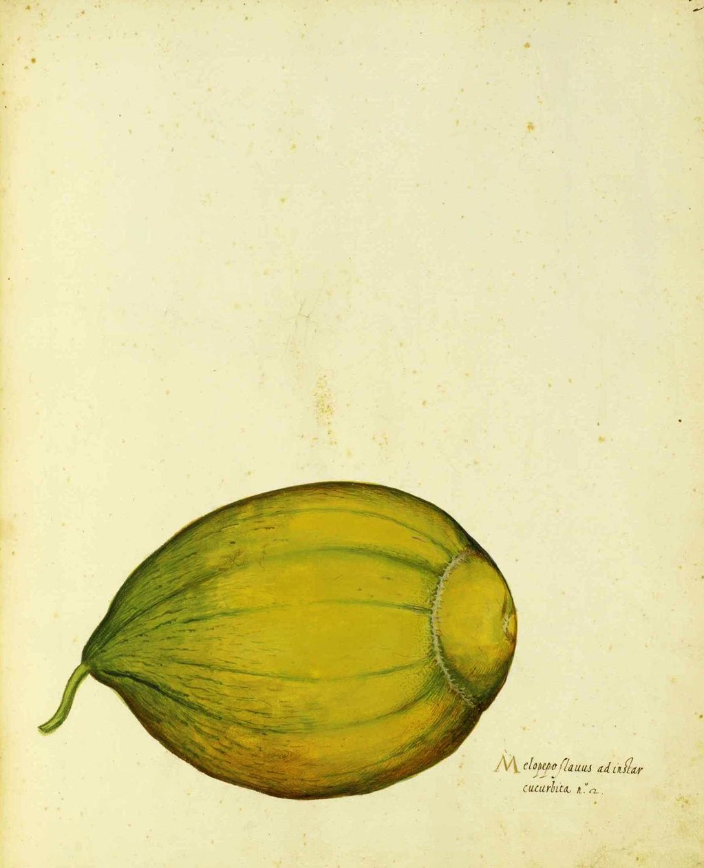 Heirloom Squash af Ulisse Aldrovandi af Italian School