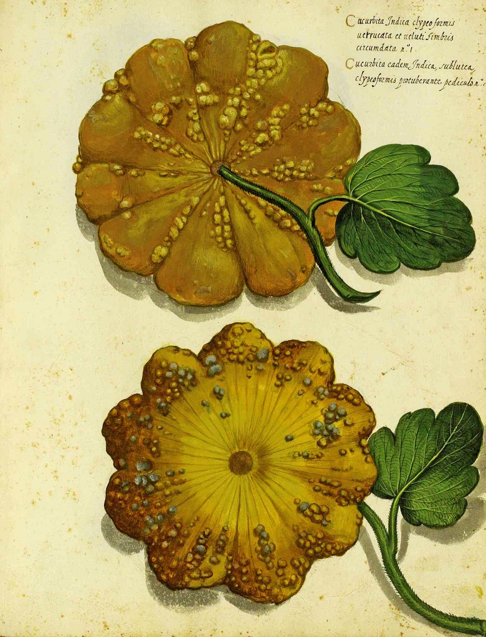 Heirloom Squash af Ulisse Aldrovandi af Italian School