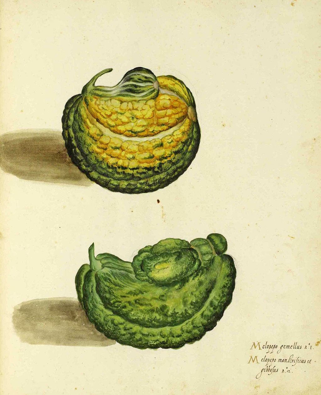 Heirloom Squash af Ulisse Aldrovandi af Italian School