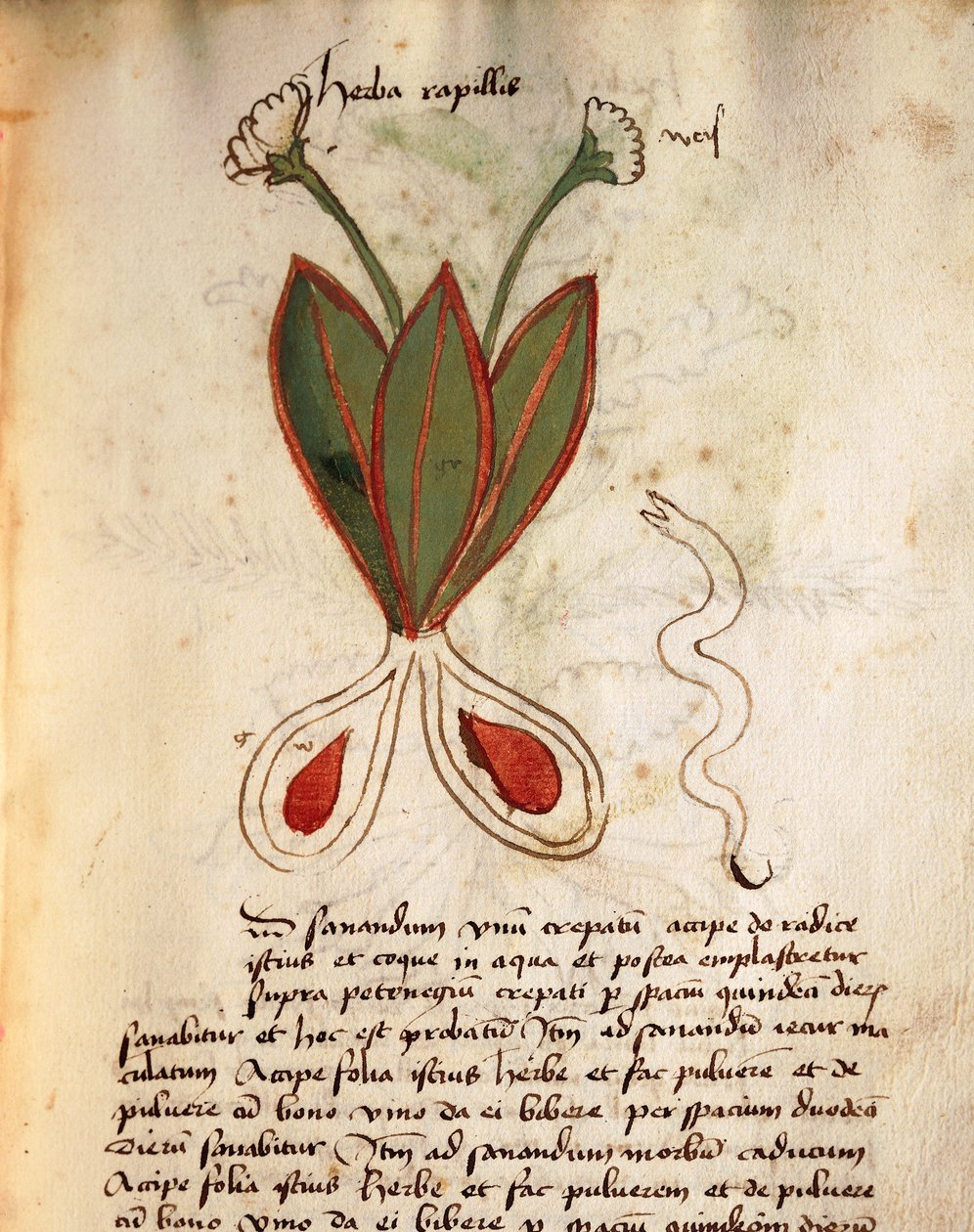Herba Capillaria af Italian School