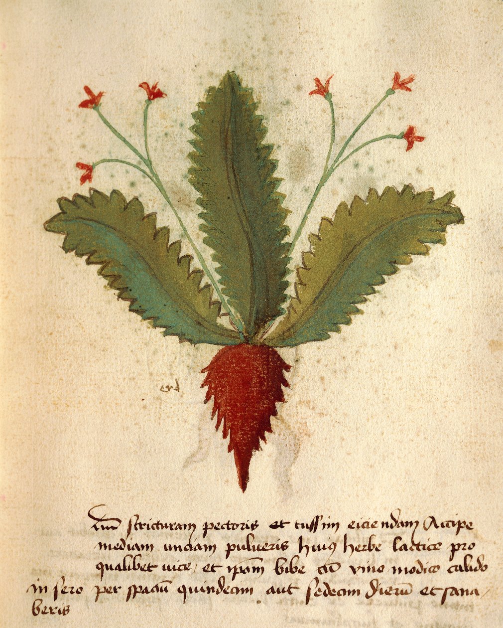 Herba Lactica af Italian School