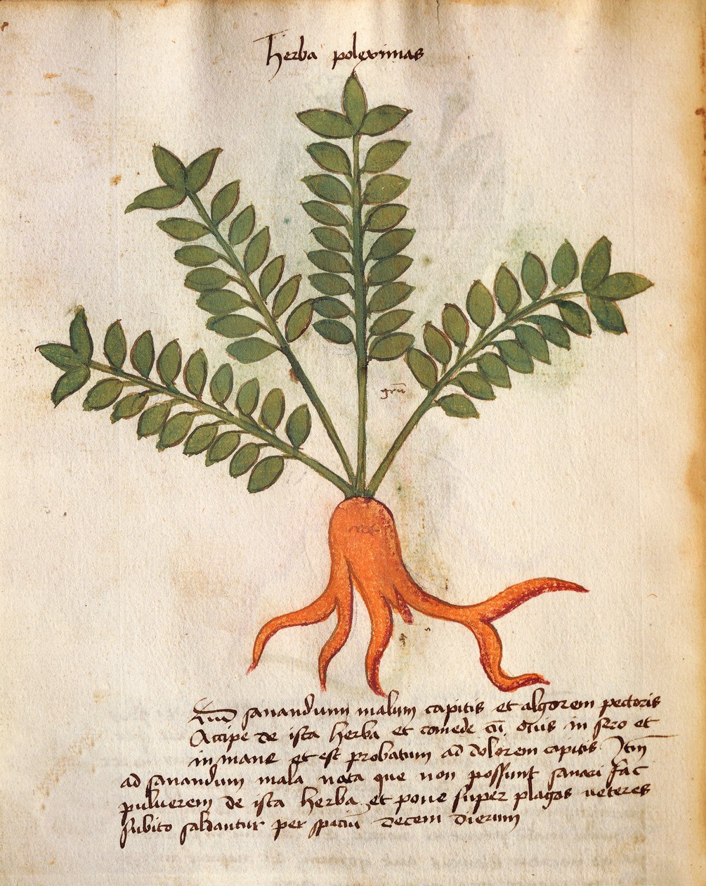 Herba Poleximos af Italian School