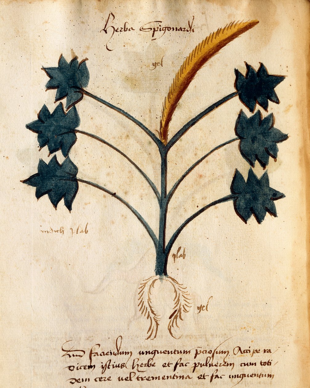 Herba Spigonardi af Orgione Rizzardo af Italian School