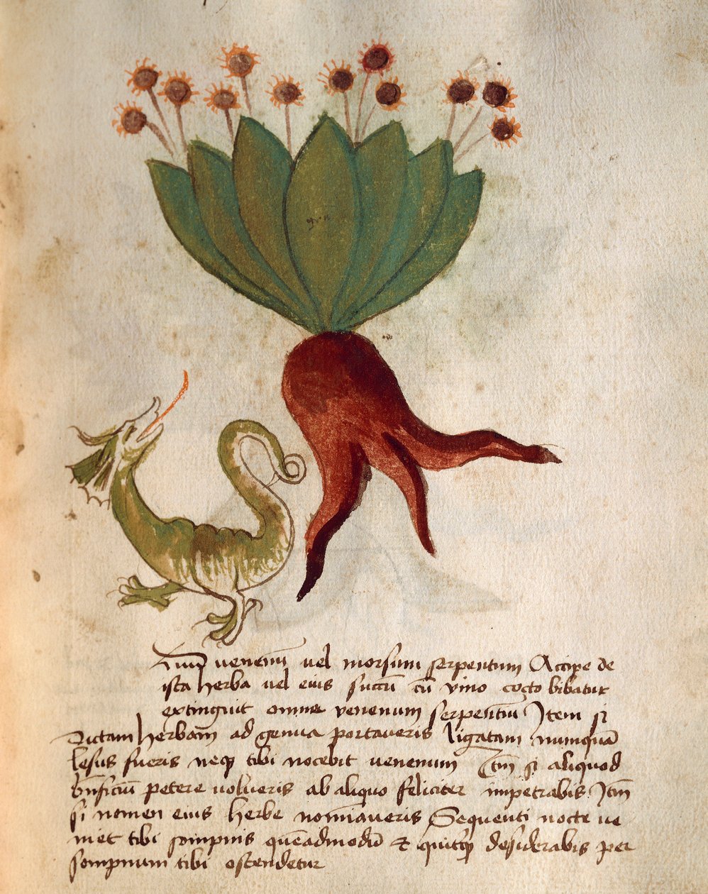 Herba Vermicularia af Italian School
