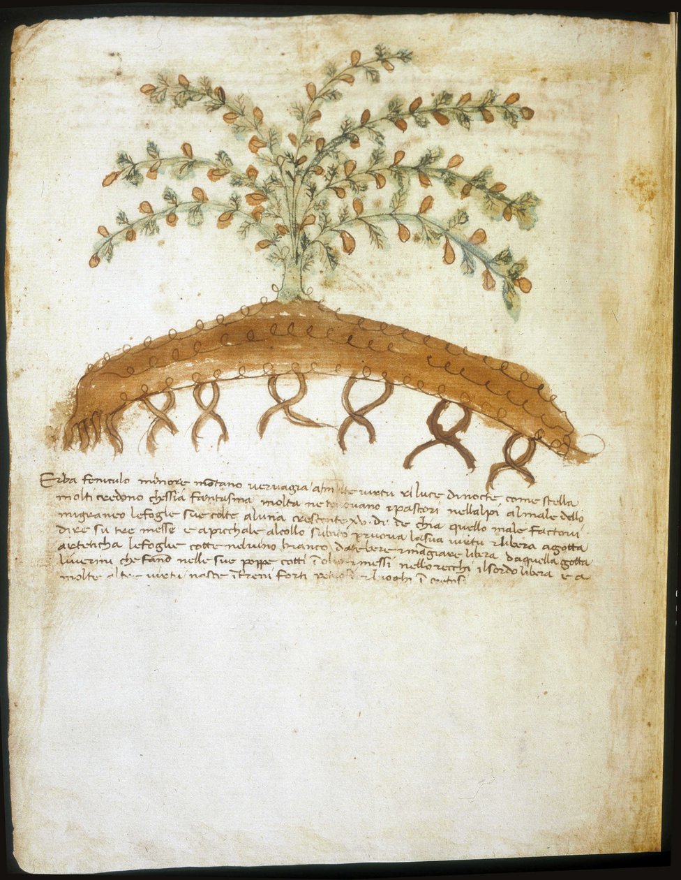 Herbarium fra det 14. århundrede. Riminis kommunale bibliotek. af Italian School