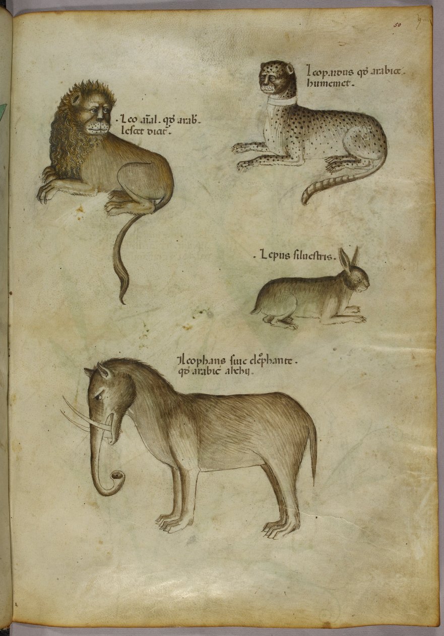 Illustration af en løve, en leopard, en kanin og en elefant af Italian School