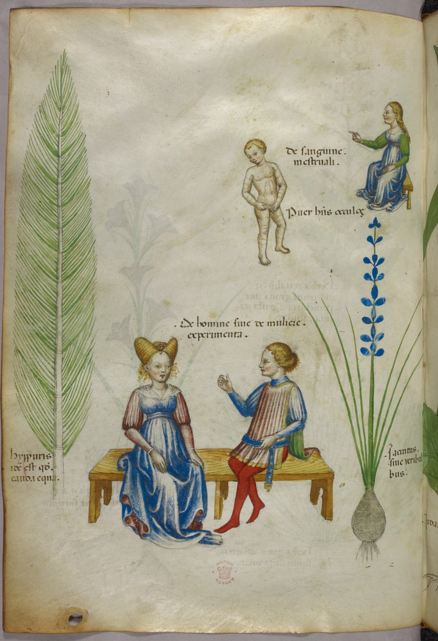 Illustration af agerpadderok [hyppuris] og iris [ jacintus]; figurer, der repræsenterer aspekter af den menneskelige seksualitet, ca. 1440 (blæk og farve på pergament) af Italian School