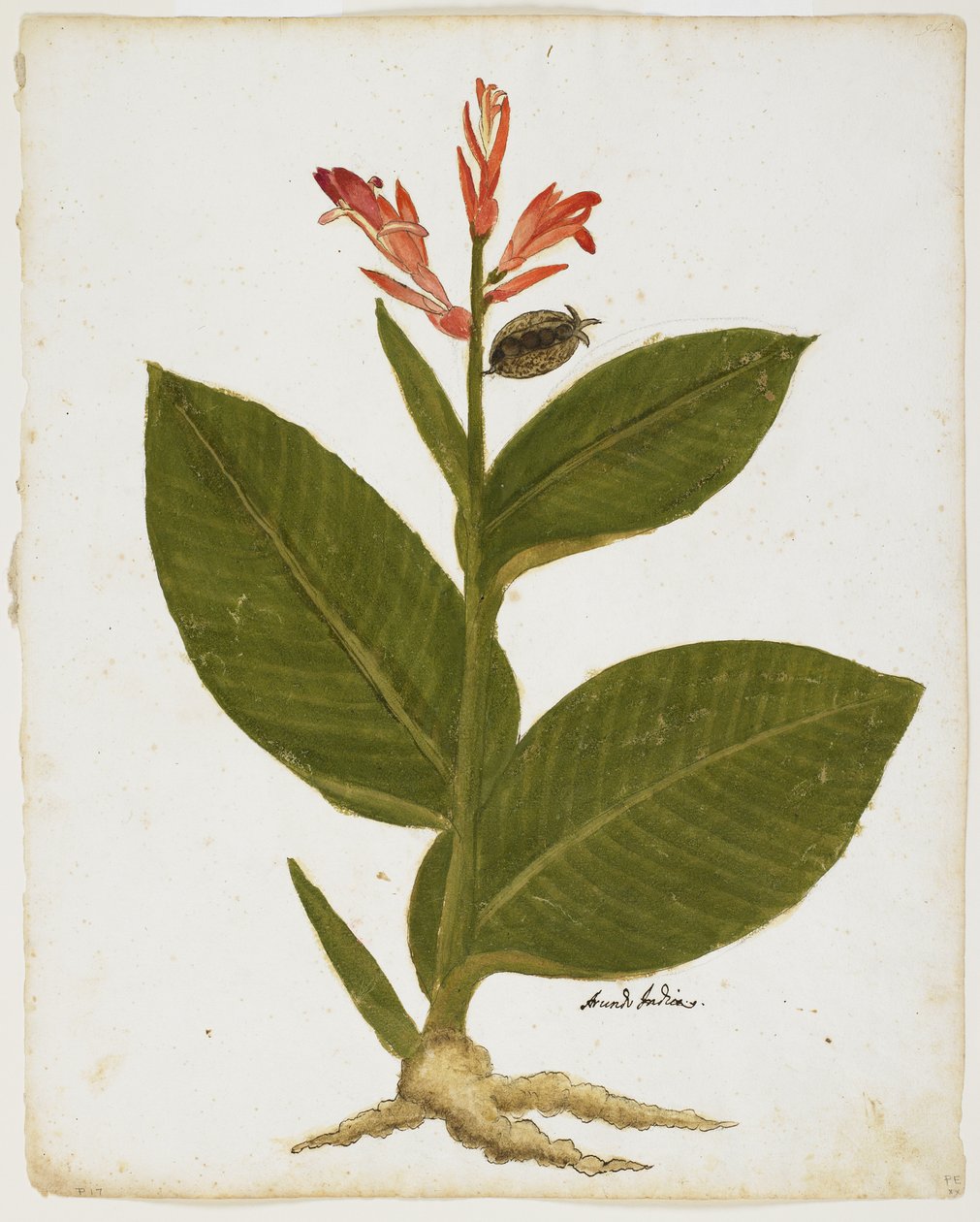 Indian Shot (Canna indica) (wc på papir) af Italian School