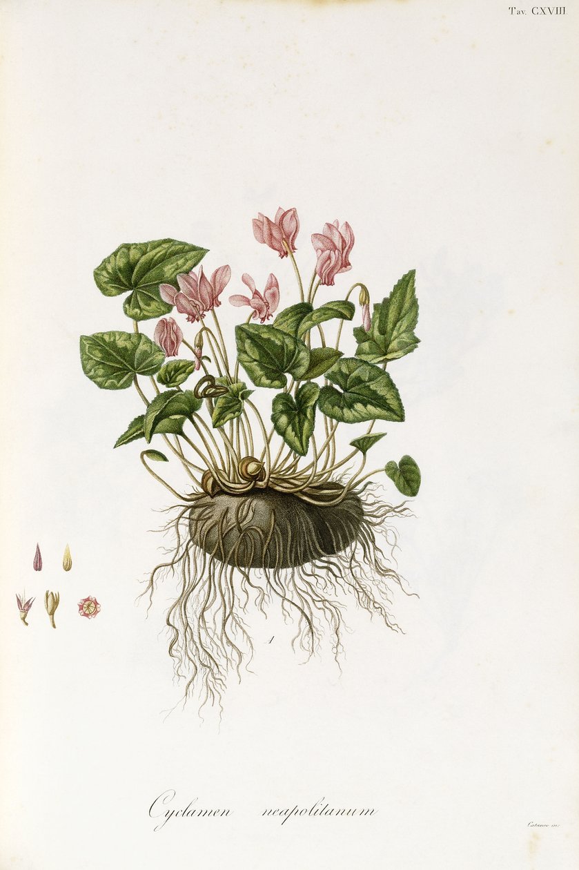 Vedbendblade cyclamen - Cyclamen Neapolitanum, 1811-1838 af Italian School