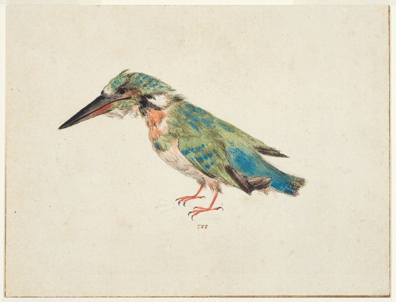 Kingfisher, ca. 1650-99 (sort kridt, akvarel, kropsfarve på lagt papir, nedlagt, med brune blæk-rammelinjer på tre kanter) af Italian School