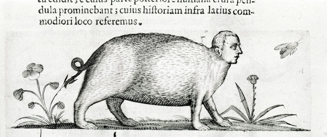 La manticore - i "De monstrorum natura causis bog to"" af Fortunio Liceti af Italian School