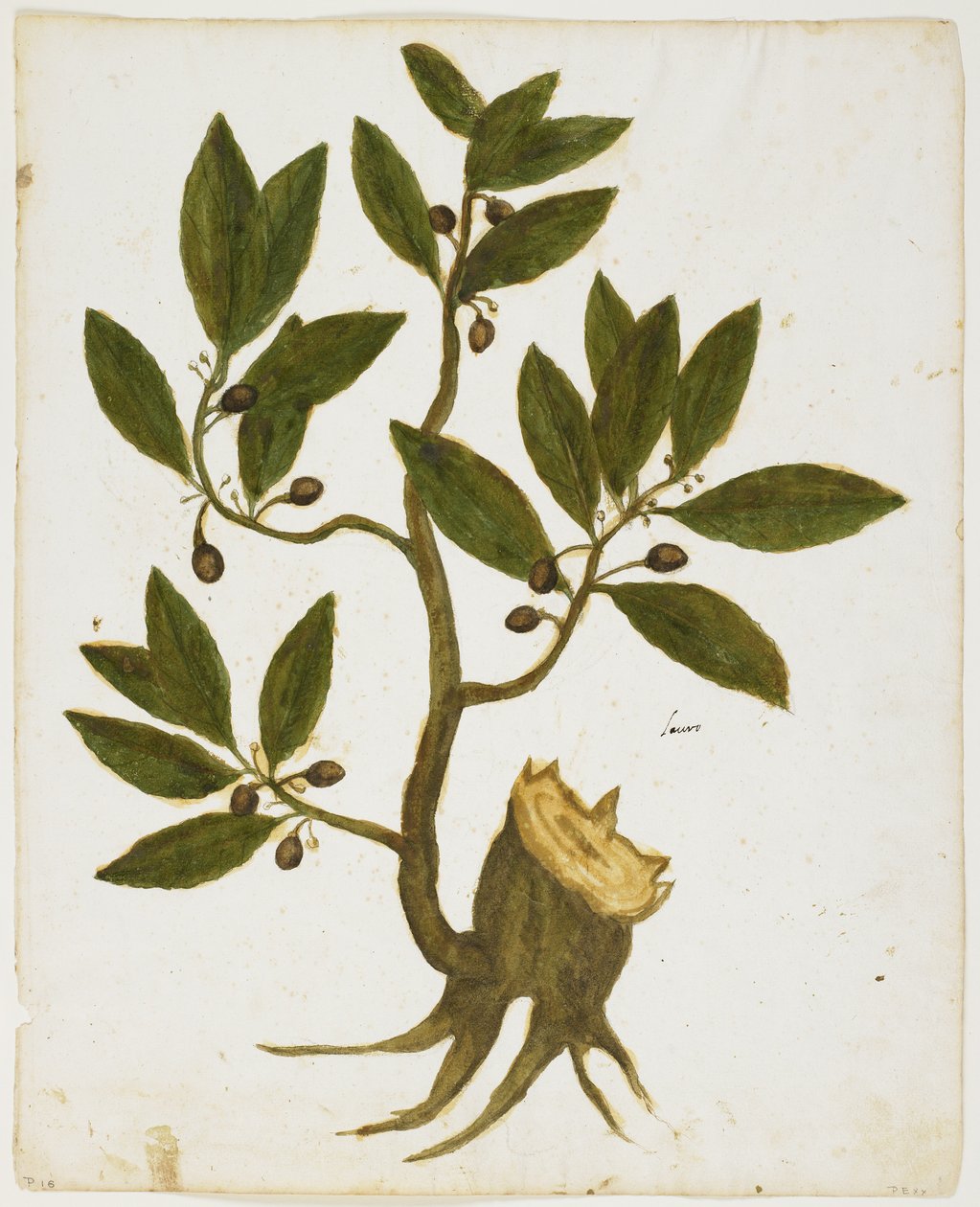 Laurel Tree (Laurus nobilis) (wc & tempera på papir) af Italian School