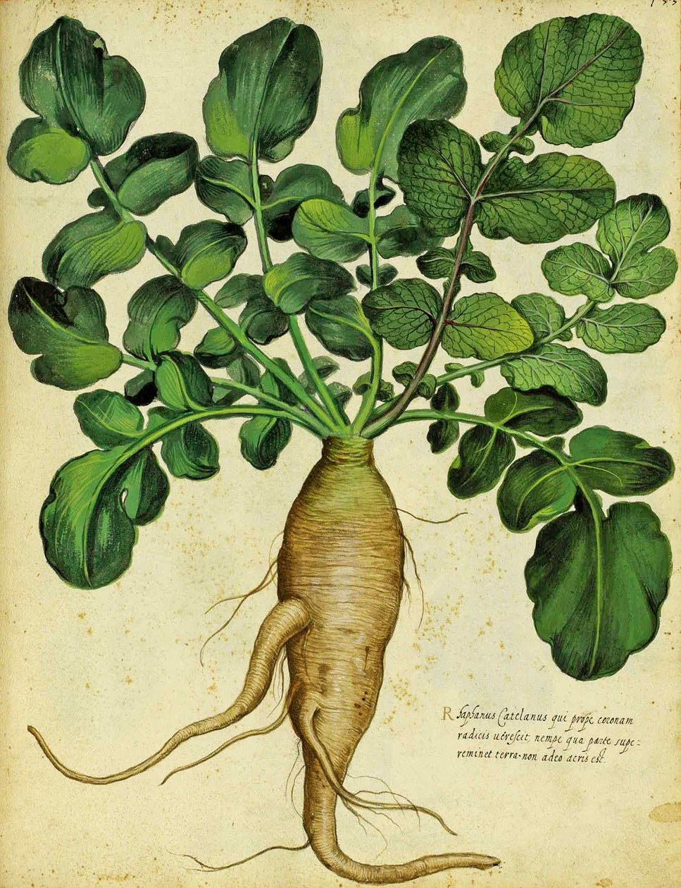 Lang hvid radise af Ulisse Aldrovandi af Italian School