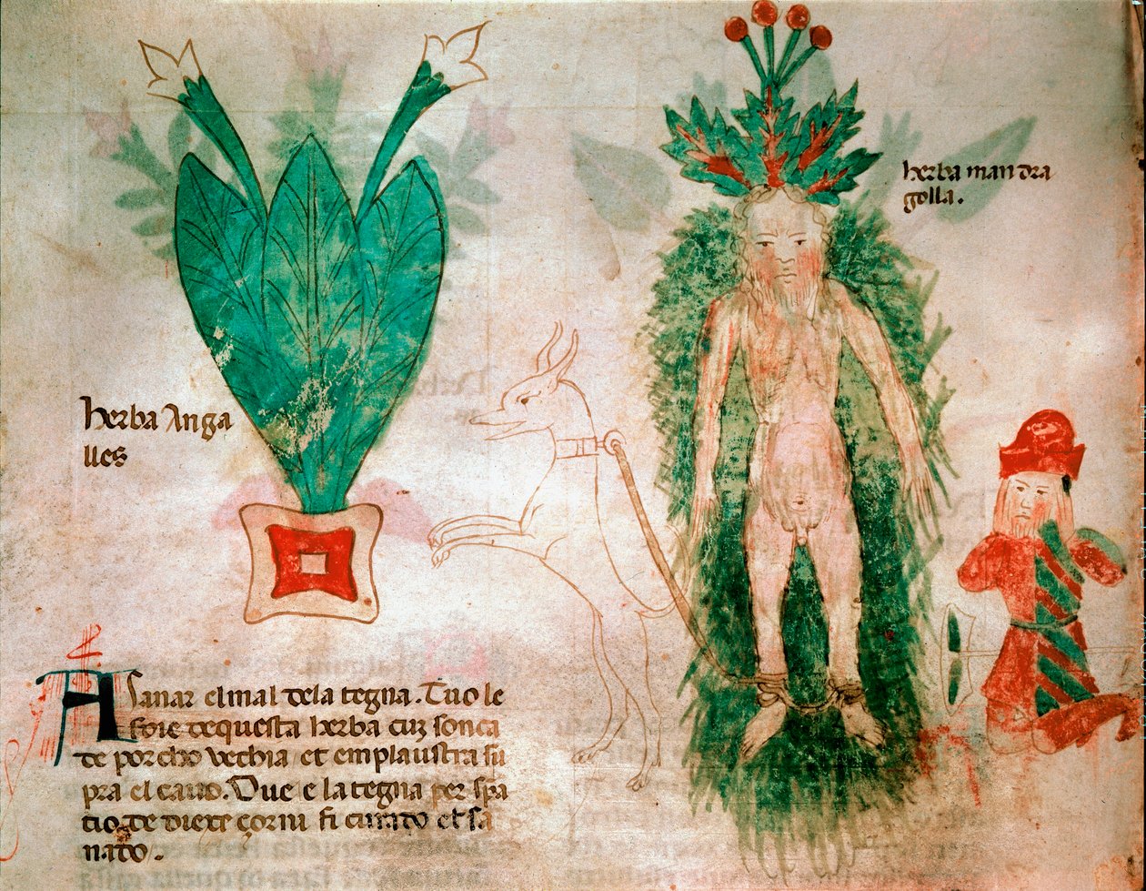 Lægeplanter: repræsentation af mandrake. En hund fastgjort til roden gør det muligt at fjerne den fra jorden. Tallerken taget fra en behandling af medicin fra det 14. århundrede Padua, biblioteca dell