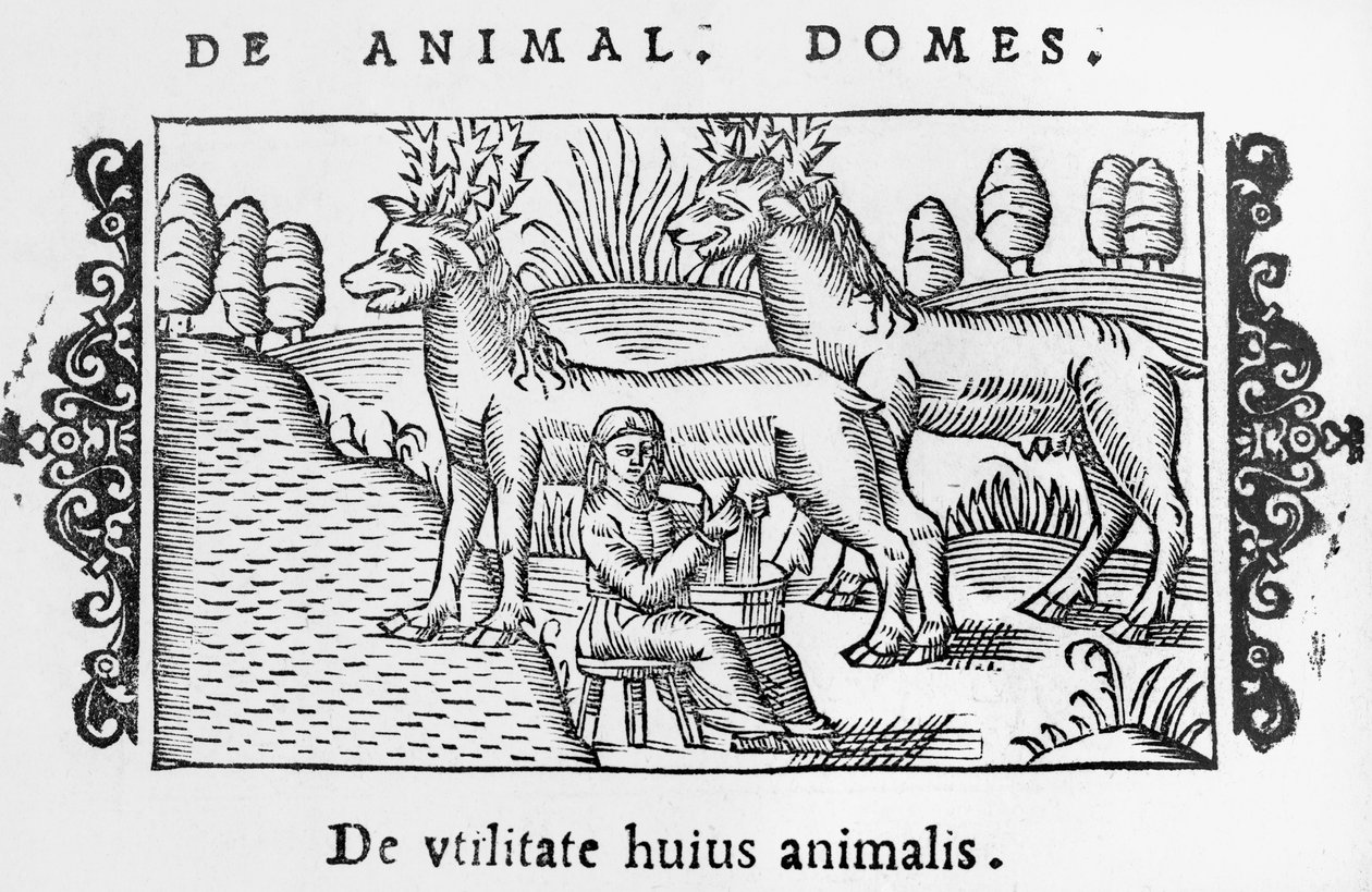 Malkende rensdyr, illustration fra History of the Northern Nations af Olaus Magnus (1490-1558), udgivet i Rom, 1555 af Italian School