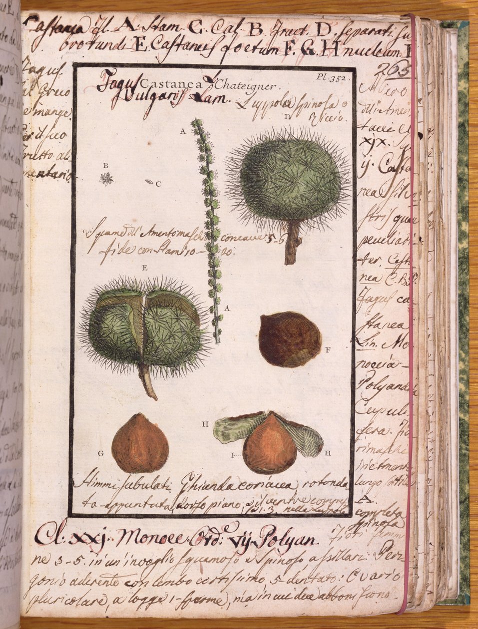 Ms 115 Chestnut, fra Dizionario di Botanica (pen & blæk og wc på papir) af Italian School
