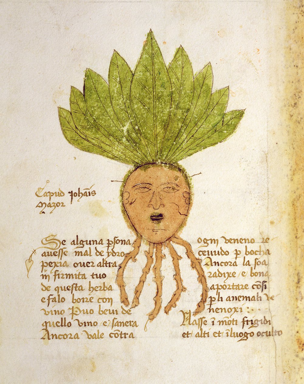 frk. 1591 fol. 18v. Urt Capud John Mazor (vellum) af Italian School