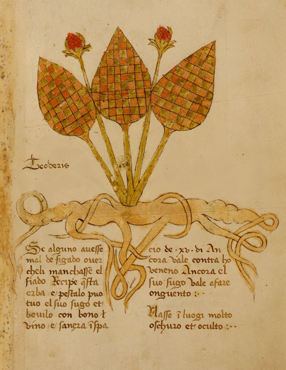Ms 1591 Fol.19r Herba Teoderis (vellum) af Italian School