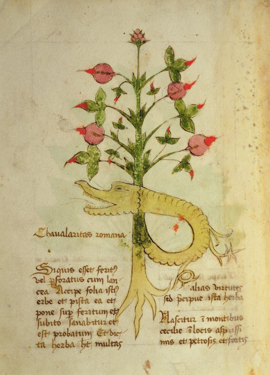 Ms 1591 Fol.6v Herba Chavalaritas Romana, sent ca. 15. (vellum) af Italian School