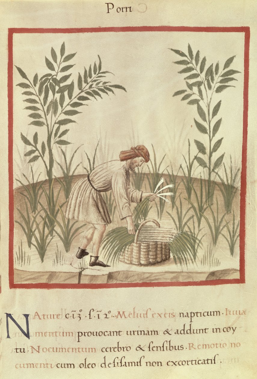 Ms 3054 f.22 Høst porrer, fra 