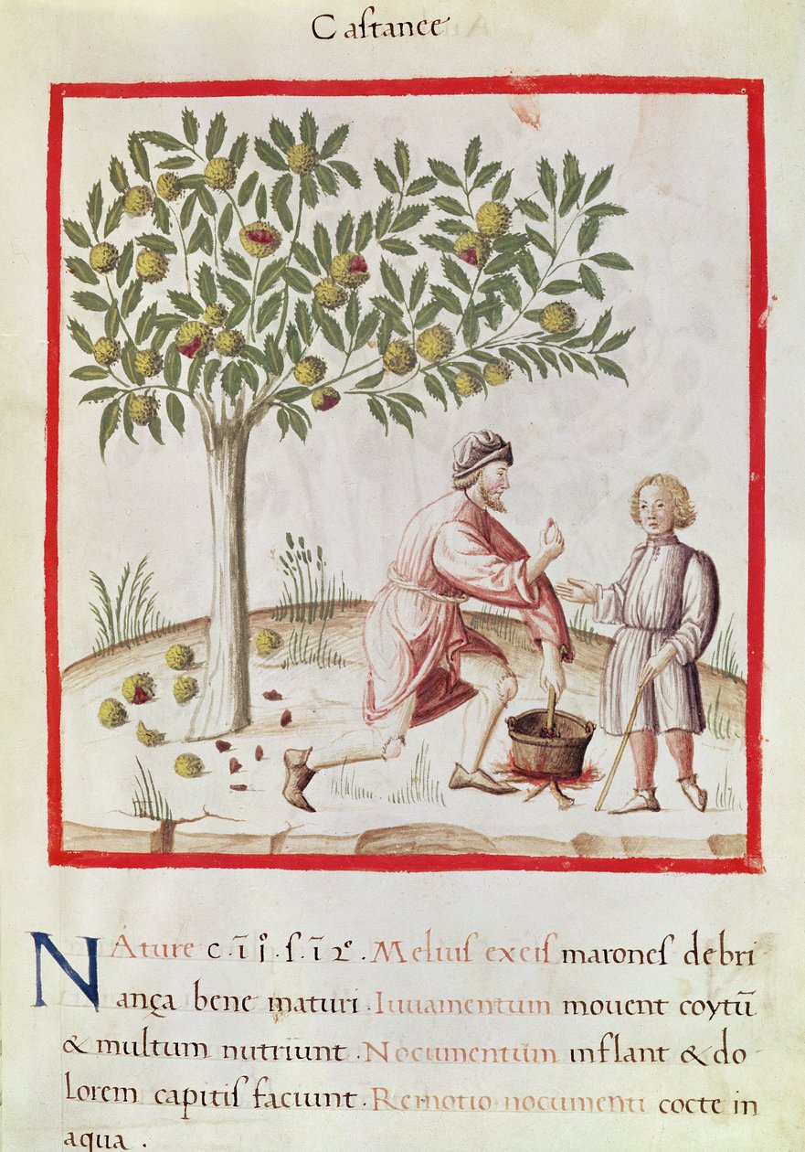 Ms 3054 fol.31 Høst og kogning af kastanjer, fra 
