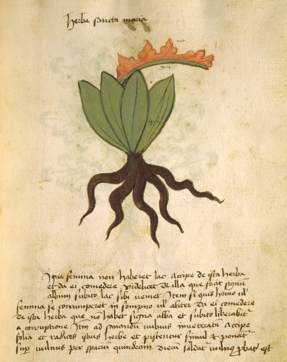 Ms 320 M Fol.28r Herb Santa Maria, fra The Book of Herbarius sammen med metoderne til fremstilling af medicin af Orgione Rizzardo af Italian School