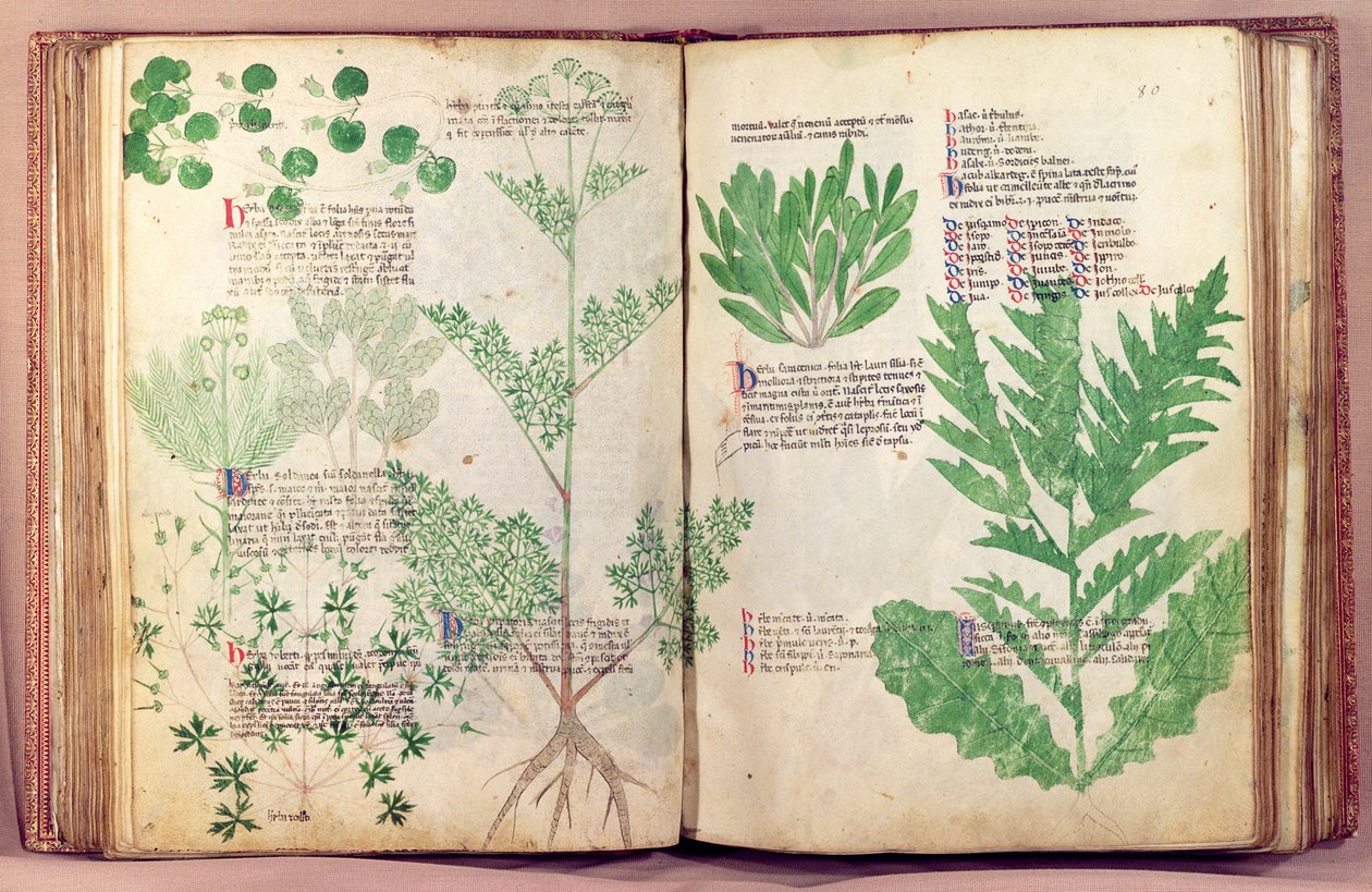 Ms Lat 6823 fol.19v & 80 planter fra De Herbis af Manfredus de Monte Imperiali, c.1330-40 af Italian School
