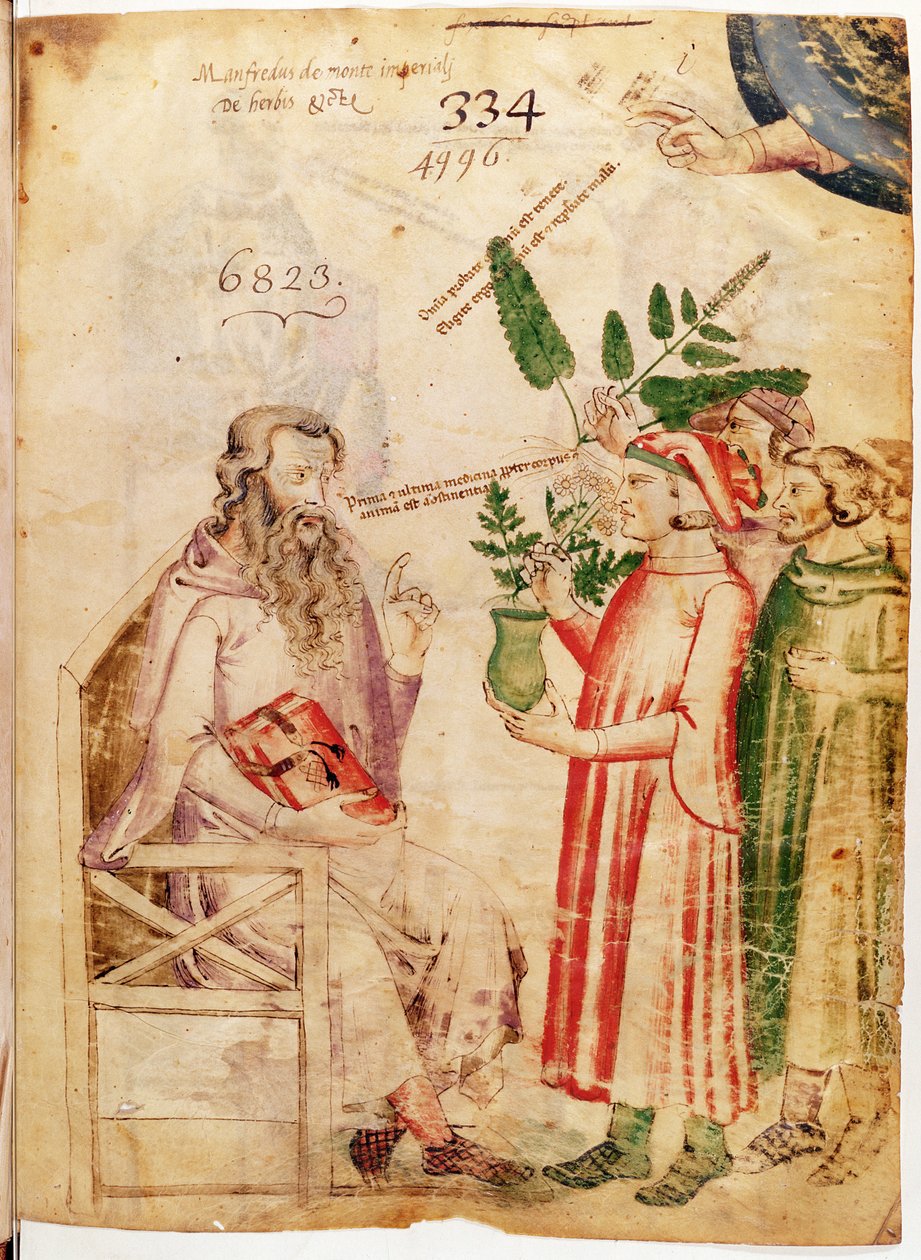 Ms Lat 6823 fol.1 Mænd, der præsenterer planter for en ukendt mand, fra De Herbis af Manfredus de Monte Imperiali af Italian School