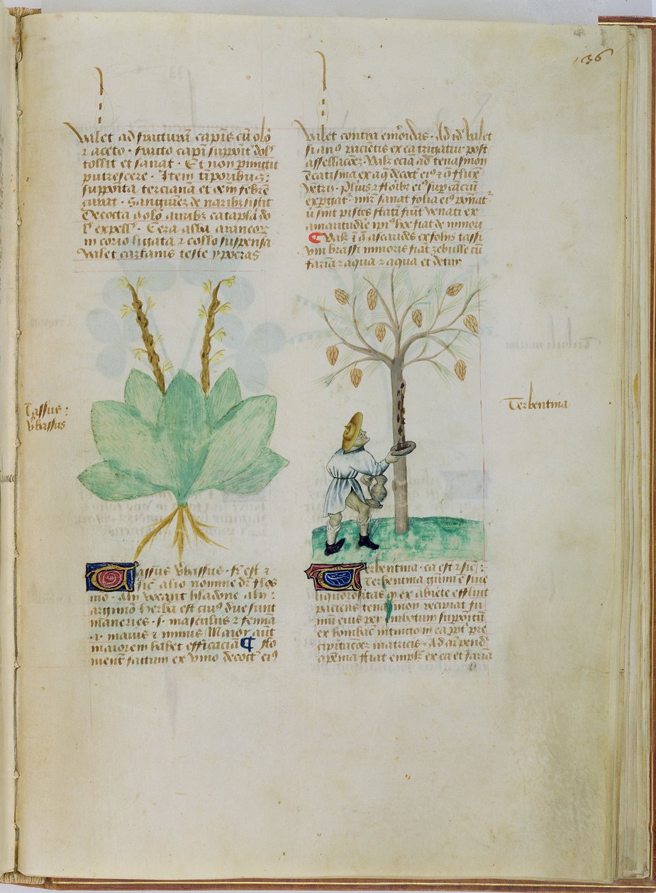 Ms Lat 993 L.9.28 fol.136r Samler terpentin, fra 