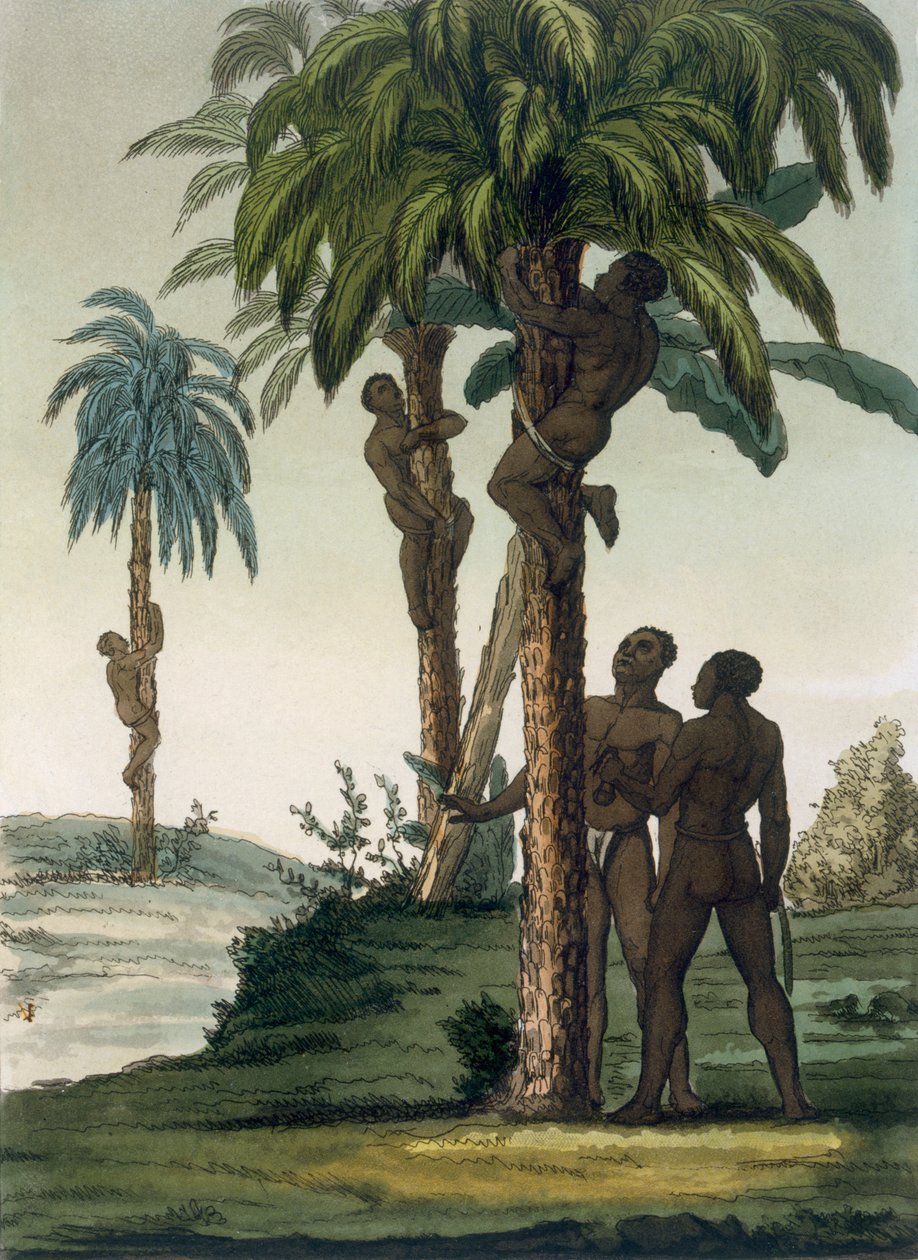 Indfødte klatrer i håndflader ved hjælp af slyngegrimer omkring deres hofter, 1820