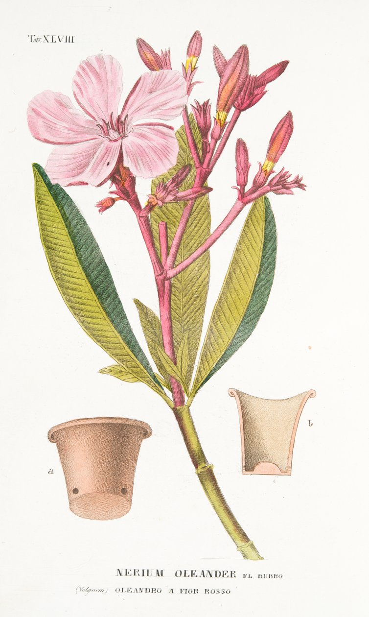 Nerium Oleander el Bubro, plade XLVIII, fra Antotrophy That is DeFiori Cultivation af Antonio Piccioli, pub. 1834 af Italian School