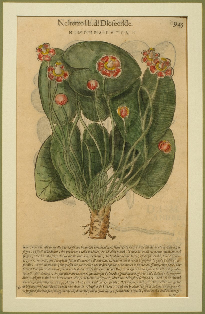 Nimphea Lutea, en botanisk plade fra Discorsi af Pietro Andrea Mattioli (1501-77) udgivet i Venedig, 1570 af Italian School