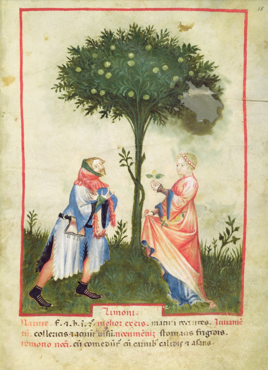 Nouv Acq Lat 1673 fol.18 Harvesting Lemons, fra Tacuinum Sanitatis, ca. 1390-1400 af Italian School