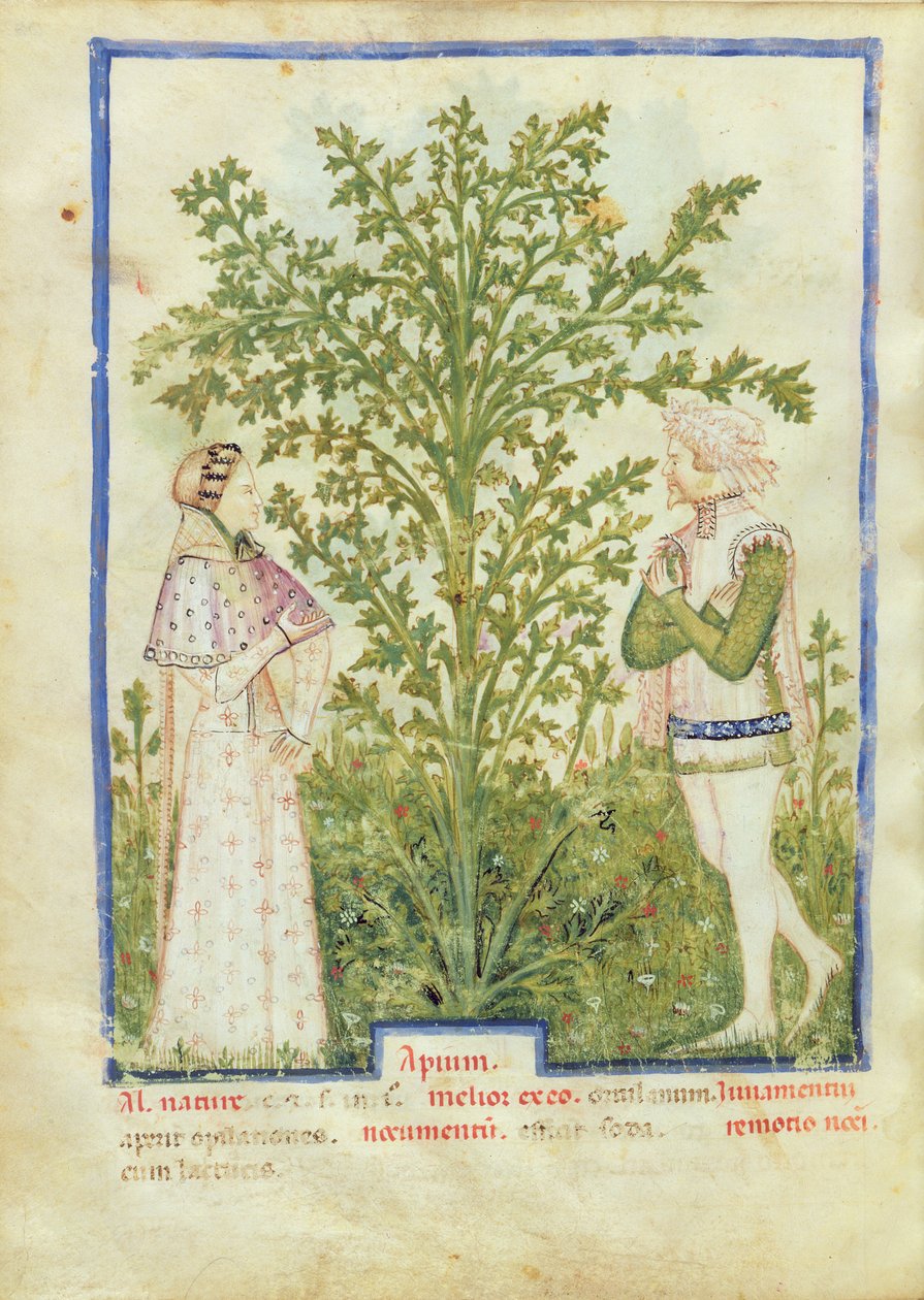 Nouv Acq Lat 1673 fol.28v Selleri, fra Tacuinum Sanitatis, ca. 1390-1400 af Italian School