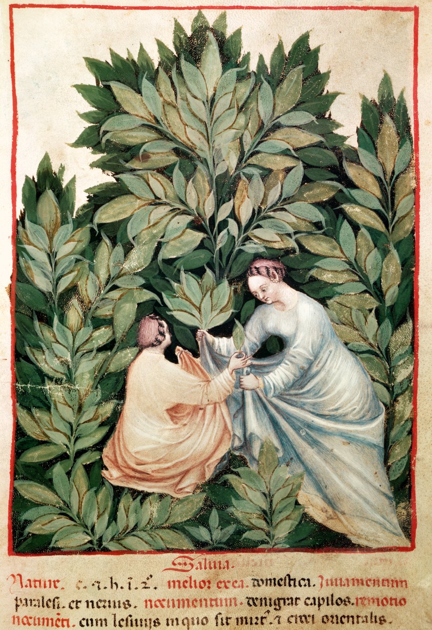 Nouv Acq Lat 1673 fol.34 To kvinder plukker salvie, fra Tacuinum Sanitatis, ca. 1390-1400 af Italian School