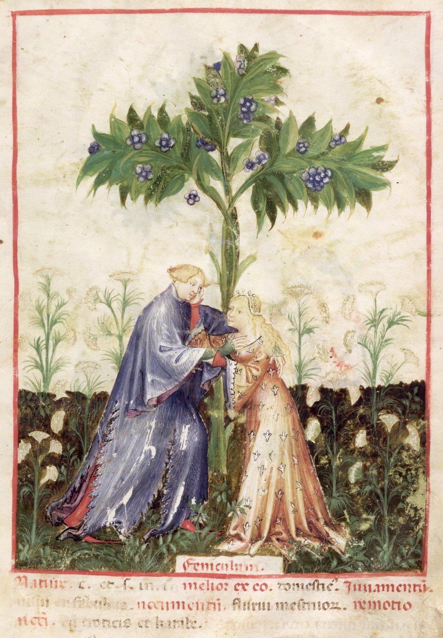 Nouv Acq Lat 1673 fol.41 fennikel, fra Tacuinum Sanitatis, ca. 1390-1400 af Italian School
