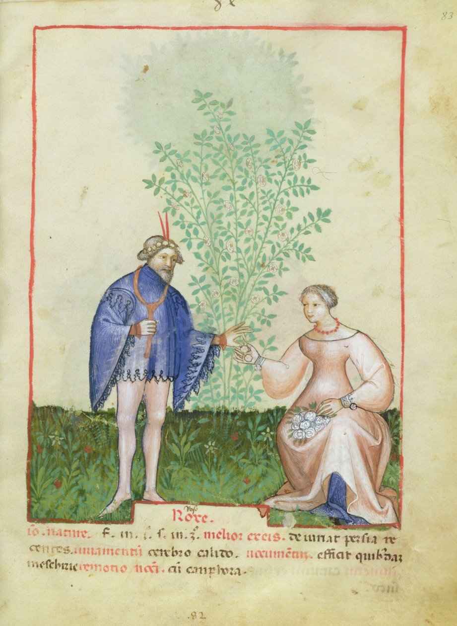 Nouv Acq Lat 1673 fol.83 Roses, fra Tacuinum Sanitatis, ca. 1390-1400 af Italian School