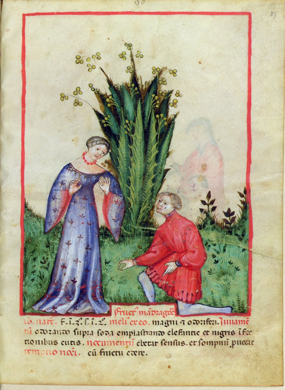Nouv Acq Lat 1673 fol.85 Fruit of Mandrake, fra Tacuinum Sanitatis, ca. 1390-1400 af Italian School
