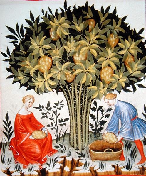 Nova 2644 fol.11r Høst af citrusfrugter, fra Tacuinum Hygiene Code Vindobonensis (på vellum) af Italian School