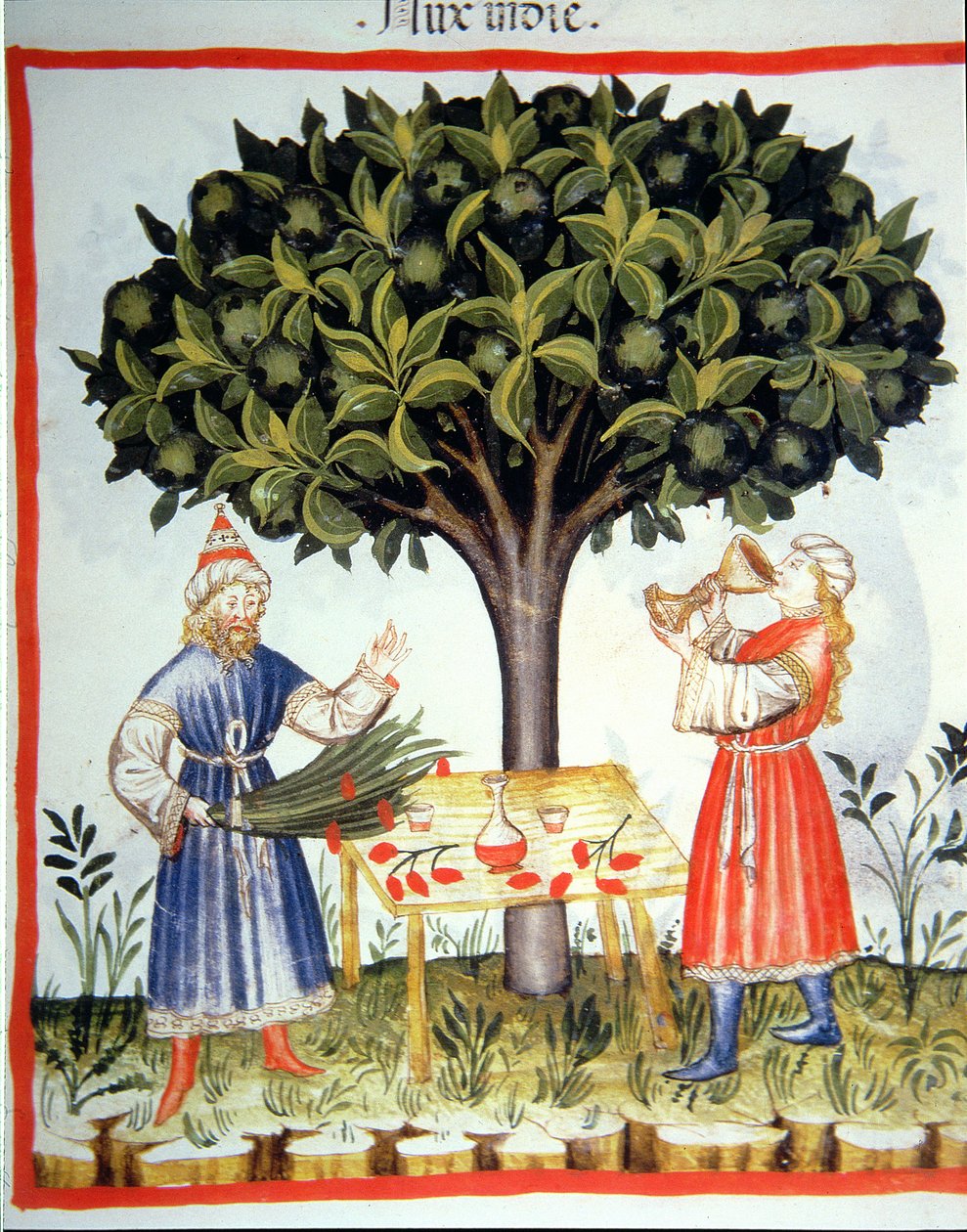Nova 2644 fol.14r Gathering Muskatnød, fra Tacuinum Sanitatis af Italian School