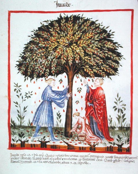 Nova 2644 fol.15v Gathering Jujubes, fra Tacuinum Sanitatis Code Vindobonensis (på vellum) af Italian School