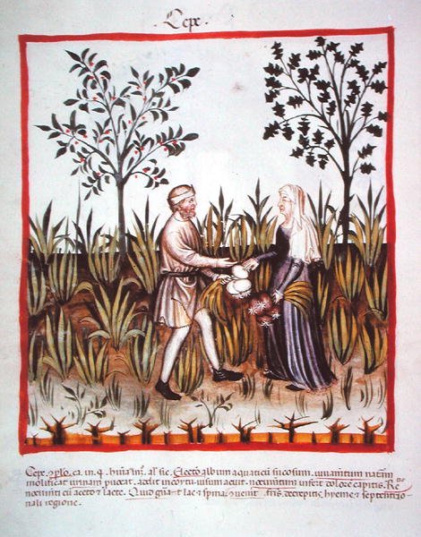 Nova 2644 fol.25v Høstløg, fra Tacuinum Sanitatis Code Vindobonensis (på vellum) af Italian School