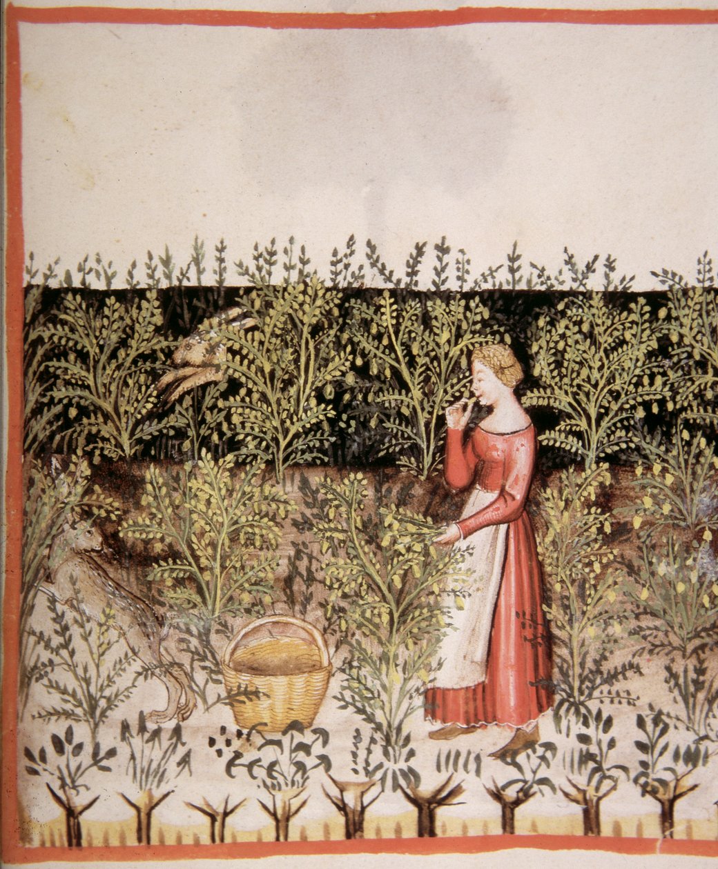 Nova 2644 fol.49 r Plukke Kikærter af Italian School
