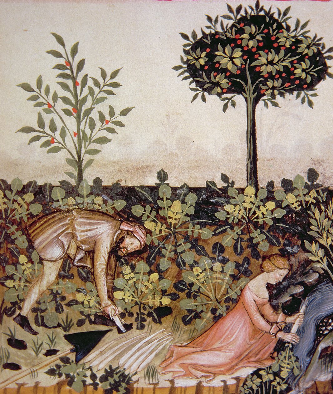Nova 2644 fol.52r Høst peberrod, fra Tacuinum Hygiene Code of Vienna af Italian School