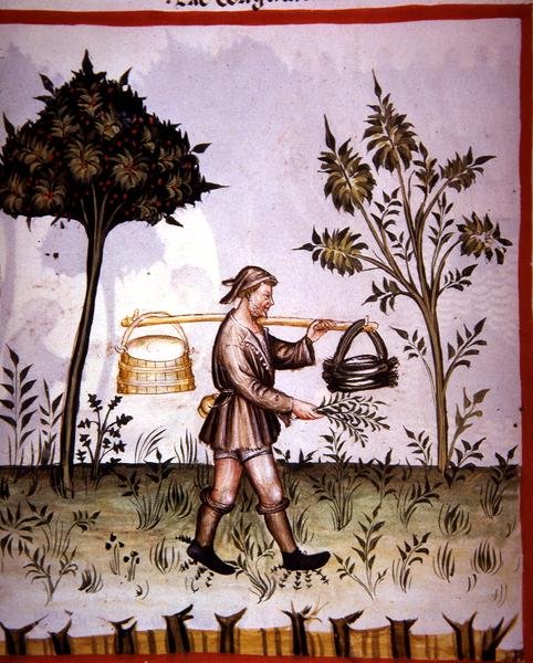 Nova 2644 fol.61v Koblet mælk, fra 