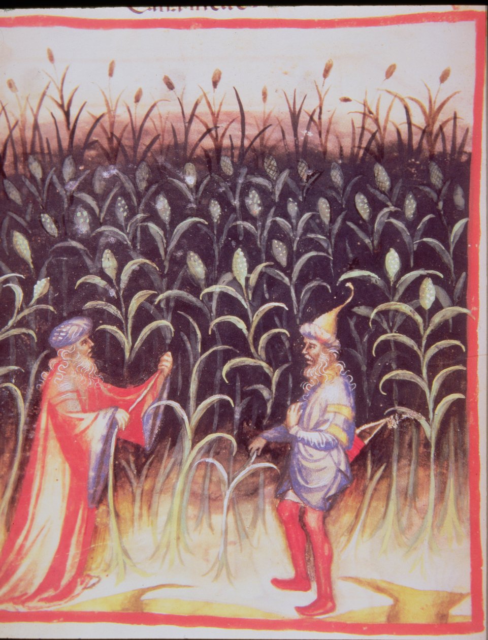 Nova 2644 fol.92v Dyrkning af sukkerrør, fra Tacuinum Sanitatis af Italian School