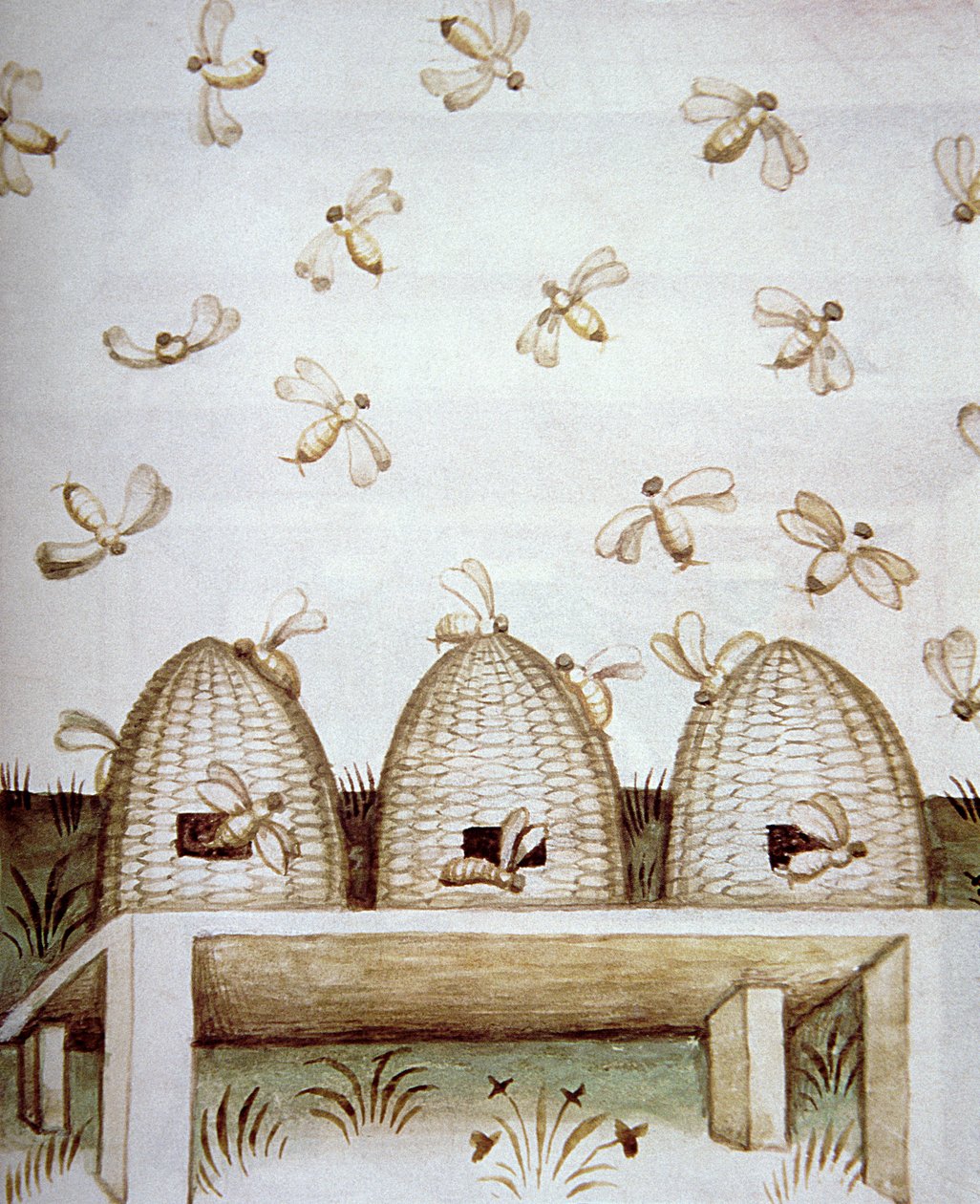 Nova 2644 fol.94v Bistader, fra Tacuinum Sanitatis af Italian School