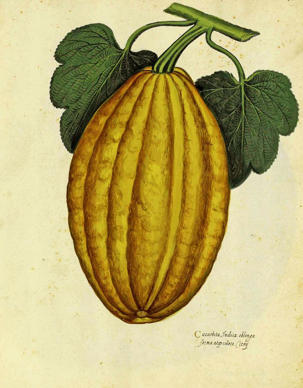 Oblong Squash af Ulisse Aldrovandi af Italian School