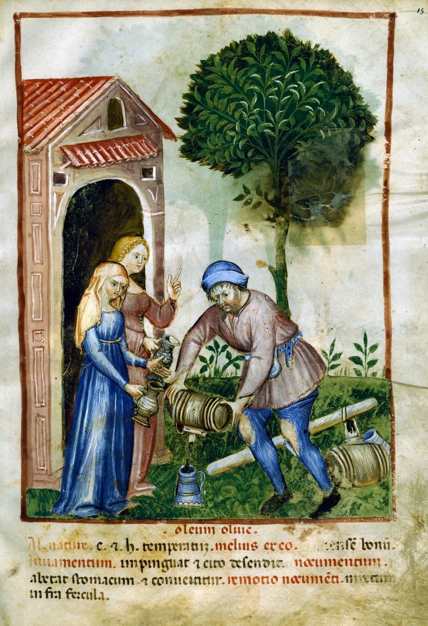 Olivenolie, miniature fra Tacuinum Sanitatis, latinsk udgave af Italian School